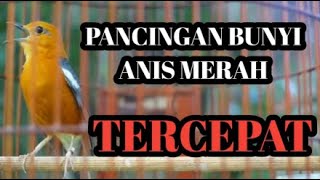 KICAUAN SAKTI BANGUNKAN EMOSI ANIS MERAH MALAS BUNYI BIKIN AUTO BIRAHI GACOR SEKETIKA!!!