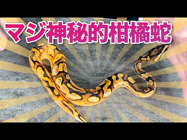 パーフェクト・ボールパイソン 2026年最新】パーフェクトボールパイソンの人気アイテム - メルカリ