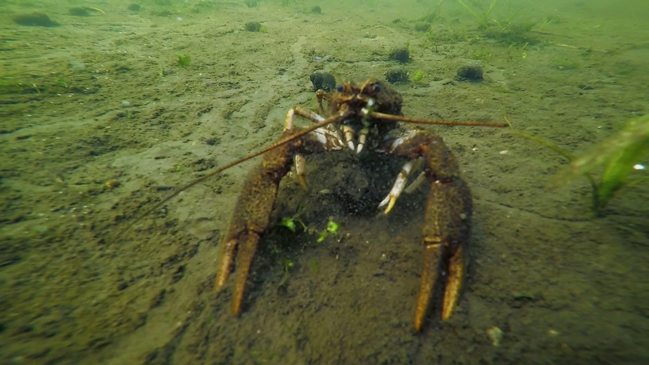 Scuba Diving UK River Waveney at Ellingham Mill British River Diving