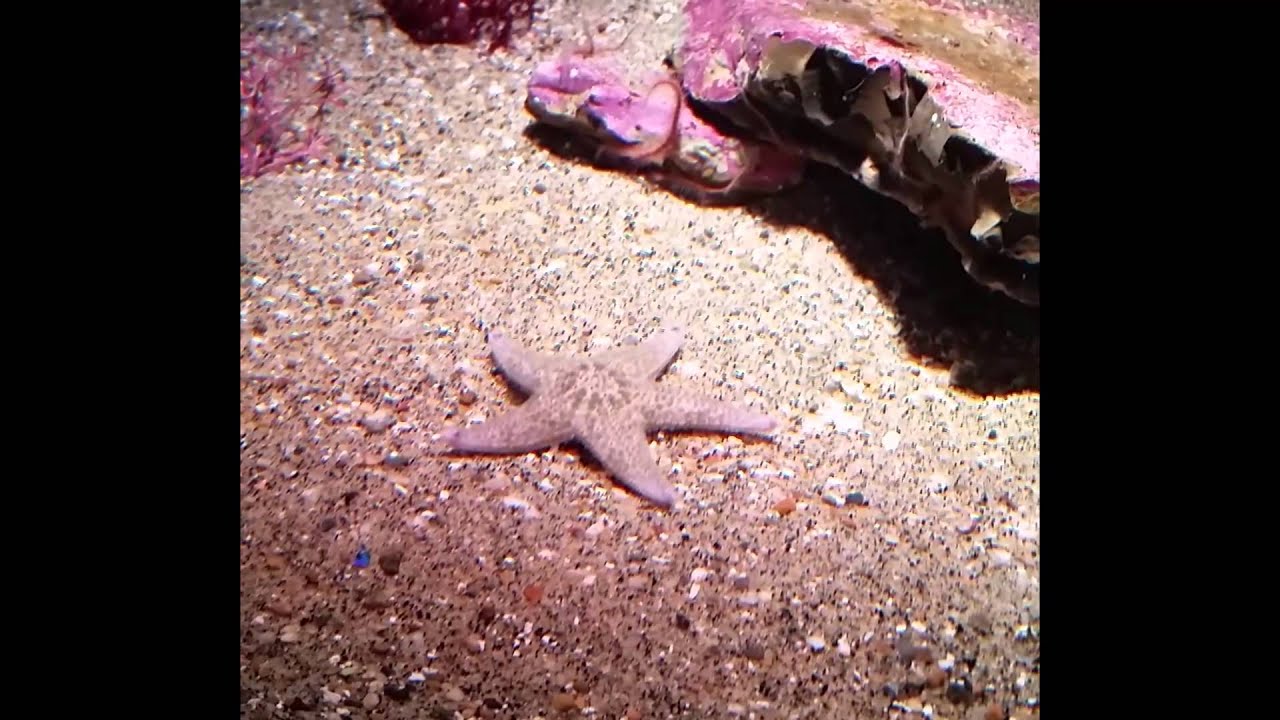 Star Fish Fast Motion Monterey Bay Aquarium Starfish Moving Fast In Real Time - YouTube