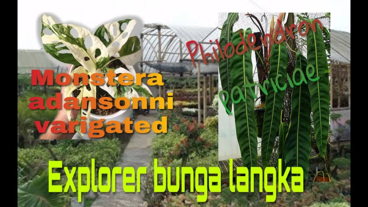 Jenis bunga  hias  super mahal   YouTube