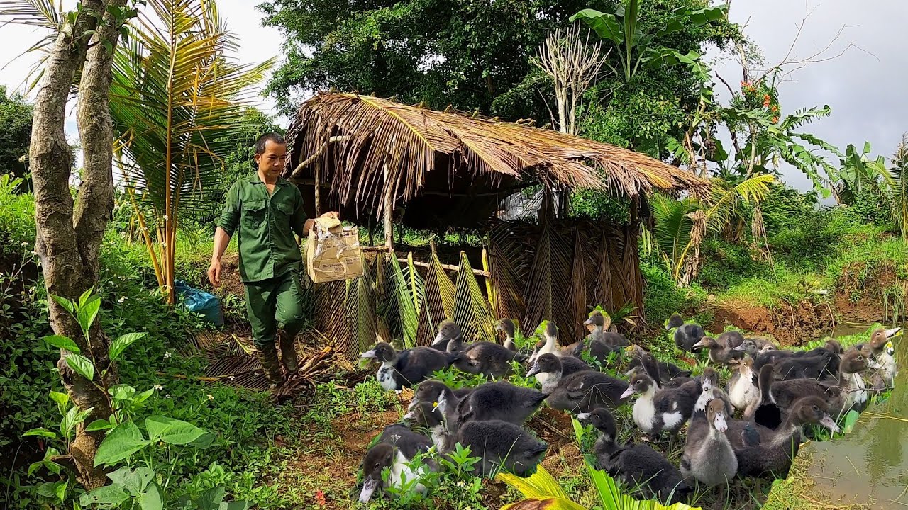 Build houses for ducks to live in, buy ducklings to raise, Building a