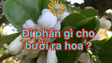 Đi phân như thế nào là đúng để bưởi tết ra hoa đồng loạt