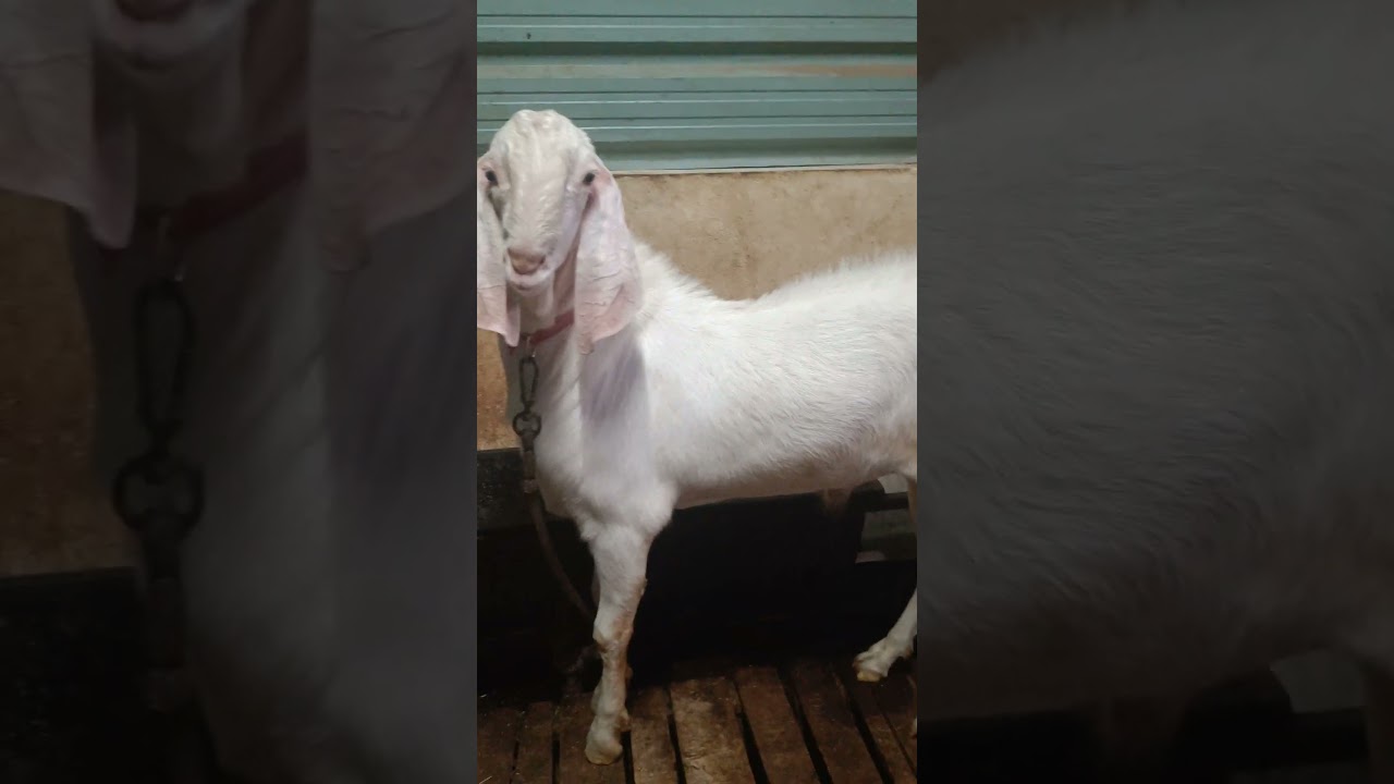 extrem qulati ka sojat for sale fresh 2 dat  for sale..call.7780566898🤙