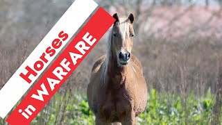 Horses in Warefare!! by Breed-ë 167 views 1 year ago 1 minute, 5 seconds