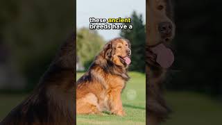 China Is Home To Some Of The Worlds Oldest Dog Breeds