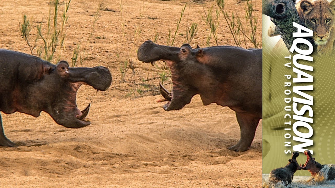 Two Fighting Hippos in Mala Mala riverbed  | Classic Wildlife | Stock Footage