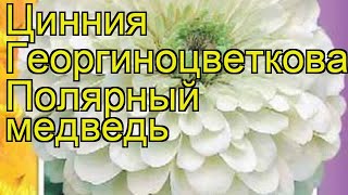 Цинния георгиноцветковая Полярный медведь. Краткий обзор, описание zinnia elegans Polyarnyy medved' Цинния георгиноцветковая Полярный медведь. Краткий обзор, описание zinnia elegans Polyarnyy medved'