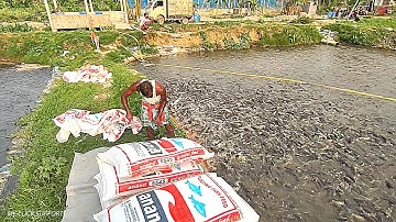 Feeding Strategy for Catfish… Aquaculture | Produce farm-raised Catfish