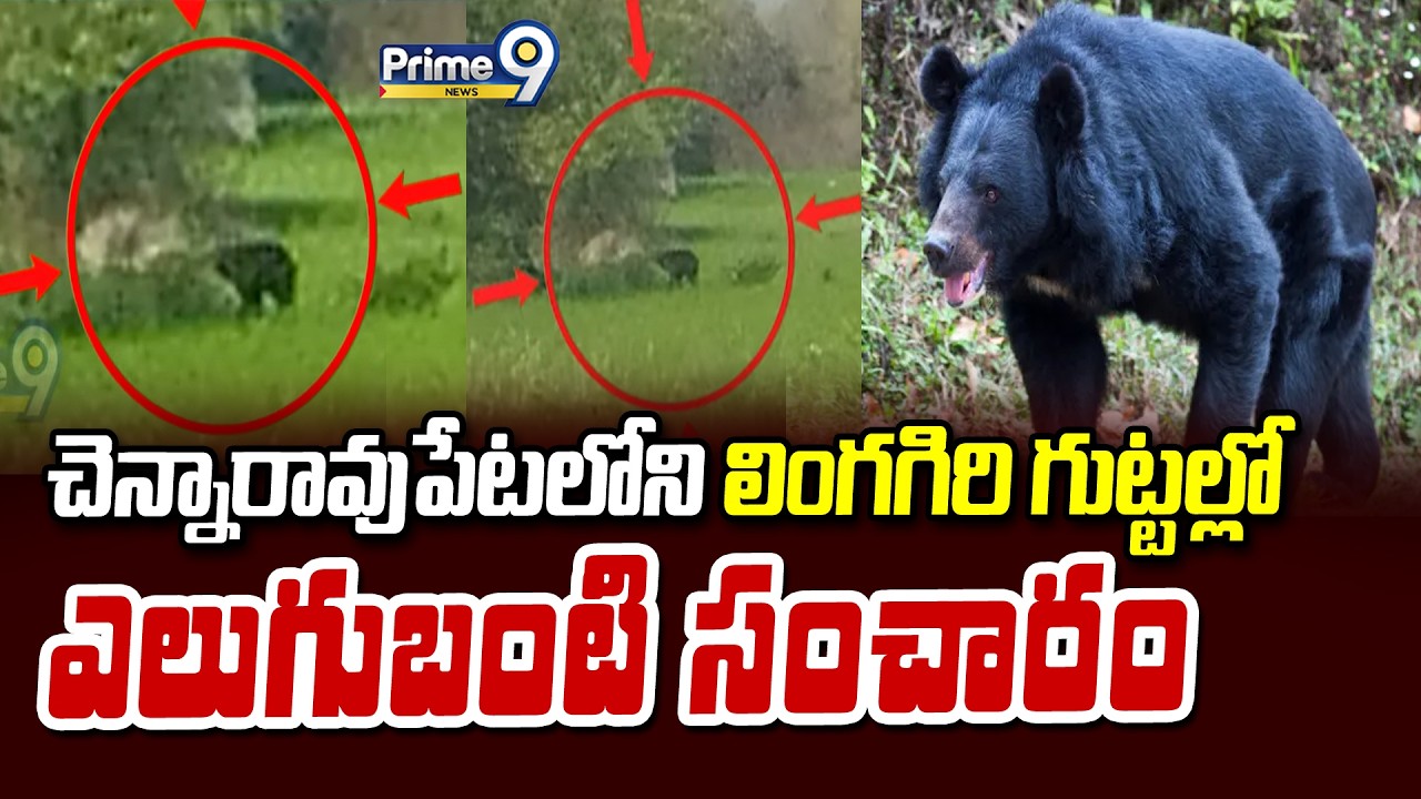 Warangal : చెన్నారావుపేటలోని లింగగిరి గుట్టల్లో ఎలుగుబంటి సంచారం | Prime9 News