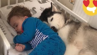 Baby Screams With Laughter Touching Huskies Ears Till He Falls Asleep! [TRY NOT TO SMILE!]