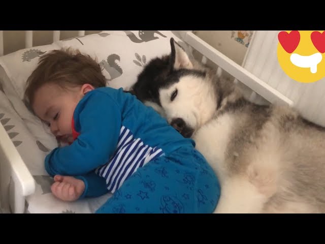 Baby Screams With Laughter Touching Huskies Ears Till He Falls Asleep! [TRY NOT TO SMILE!]