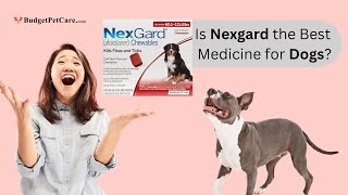 Nexgard for Dogs: Easy and Effective Flea & Tick Prevention at Best Prices by BudgetPetCare 25 views 2 weeks ago 1 minute, 24 seconds