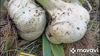 Вацап для заказа 89152458159 письменно