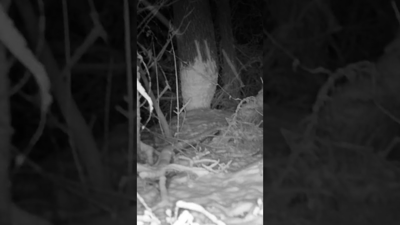 Don't Blink! Nie Mrugnij! Co się kryje w zaśnieżonym lesie?