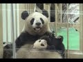 【パンダ親子】🐼愛情いっぱいの抱っこ❤良浜ママ&結浜♪【生後74日目】 Giant panda -Rauhin&Yuihin- ☆a mother's love❤