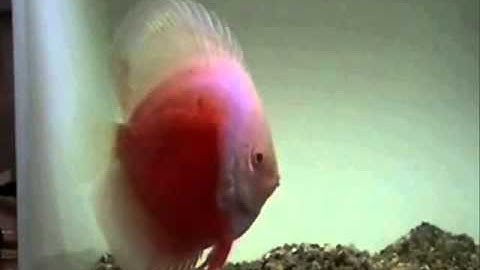 Cá Dĩa Đẹp - Thiên Đường Cá Cảnh