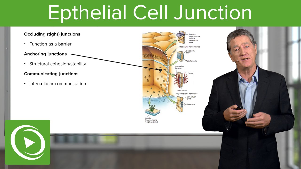 ⁣Eptihelial Cell Junctions  – Histology | Lecturio