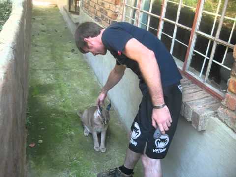 angry caracal youtube caracal size