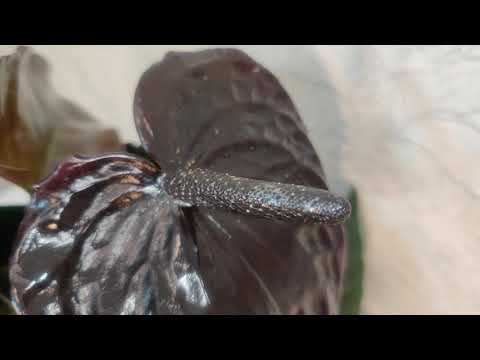 Video: Black Anthurium (37 Foto's): Groeiende Variëteite 