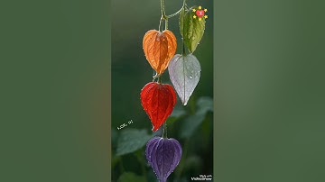 سورة الملك 🌷🧡🤍الشيخ خالد الجليل 🧡🌷🤎تلاوة خاشعة مكتوبة جودة عالية جدا 🤎🤍🌸