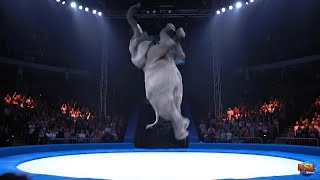 Epic Animal Trampoline Flip Challenge | High-Flying Tricks with a Civet, Elephant, and More | Ai