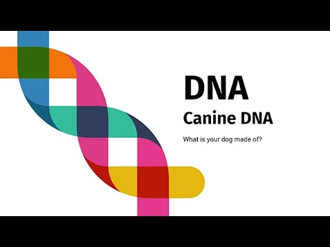 کینائن ڈی این اے - کیا ہم افزائش سے پہلے جانچ کے ذریعے کینائن کی بیماریوں اور بیماریوں کو ختم کر سکتے ہیں؟