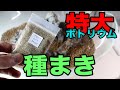 ボトリウム 動画 特大ボトル プランツシード 種まきをする ボトルアクアリウム 立上げ動画 レイアウト編 第4弾です