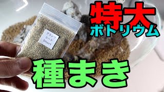 ボトリウム 動画 特大ボトル プランツシード 種まきをする ボトルアクアリウム 立上げ動画 レイアウト編 第4弾です