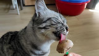 smart cat cheats the summer heat with ice cream