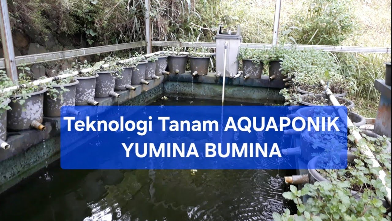 SISTEM TANAMAN AQUAPONIK YUMINA BUMINA TAMAN TEKNOLOGI PERTANIAN CIGOMBONG KABUPATEN BOGOR 