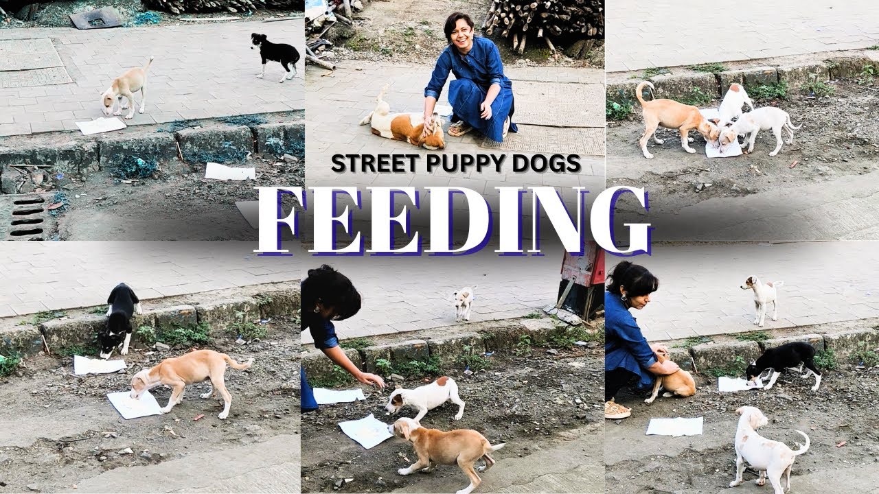 🐶🙏 This Puppy Dog Was So Hungry — We Couldn’t Look Away 