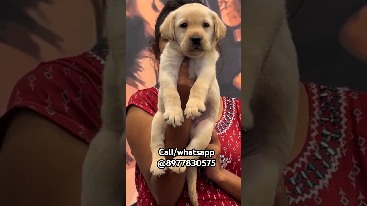 Top Quality Lab Puppy | Lab Puppies In Best Price | Ac Pets Corner | 