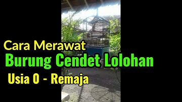 CARA RAWATAN HARIAN BURUNG CENDET LOLOHAN