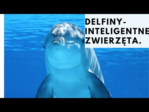 Wideo: Delfiny: Drugie Inteligentne Stworzenia Na Ziemi! - Alternatywny Widok