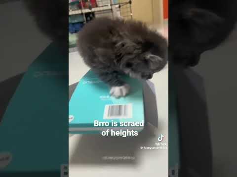 Credit to: funnycats0ftiktok in tt #funny #shorts #catkittenanimal