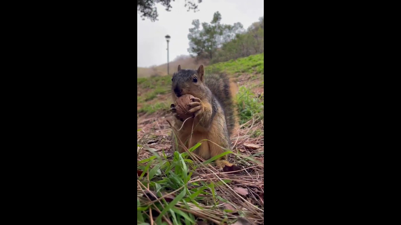 Squirrel Cracks Open A Walnut Cute