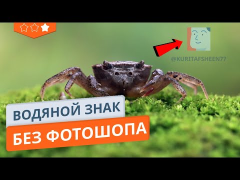 Как быстро и бесплатно наложить водяной знак на фото без Photoshop