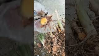 how to sell turmeric rhizomes #horticulture #organic #herbal medicine #turmeric #curcumin #rhizom...