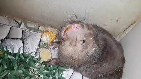 The jungle is very pure OK DÚI RỪNG ĐƯỢC THUẦN HÓA RẤT OK