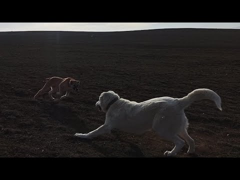 GEORGIAN MOUNTAIN DOGS Afina and Xoda / PITBULL Zarra / ქართული ნაგაზი ხოდა და აფინა პიტბული ზარრა