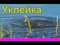 Ловил Уклейку поплавочной удочкой. Рыбалка на озере на опарыша. Fishing. Поплавок