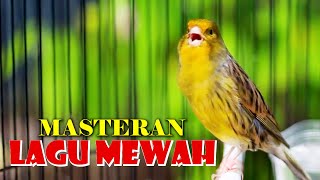 KENARI GACOR LAGU MEWAH, MASTERAN KENARI PAUD AGAR CEPAT NGELAGU MEWAH