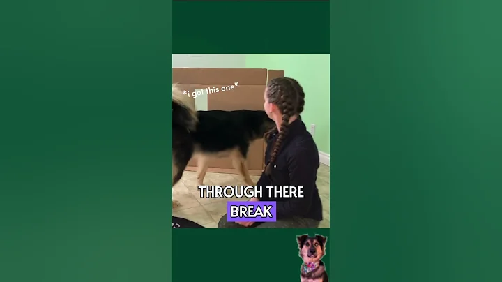 Rescue Dog IQ Test - Can He Do It?!? #shorts