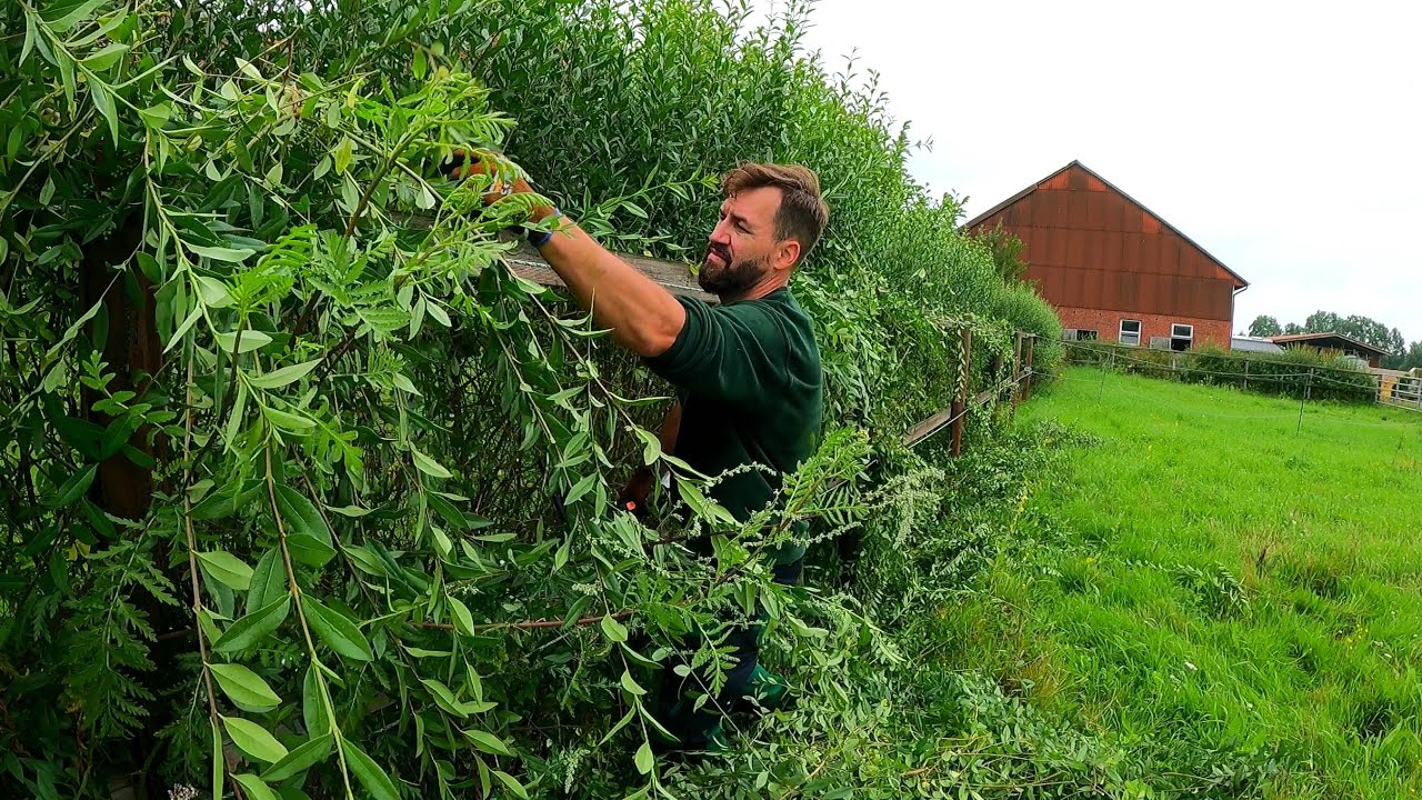 This Farm NEEDS SATISFYING Pruning Of OVERGROWN Hedge Next To Stables