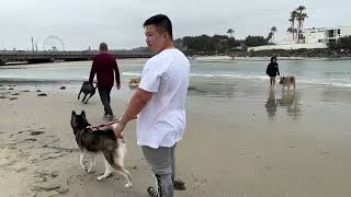 Dog beach del mar California by Bella 21 views 1 year ago 39 seconds