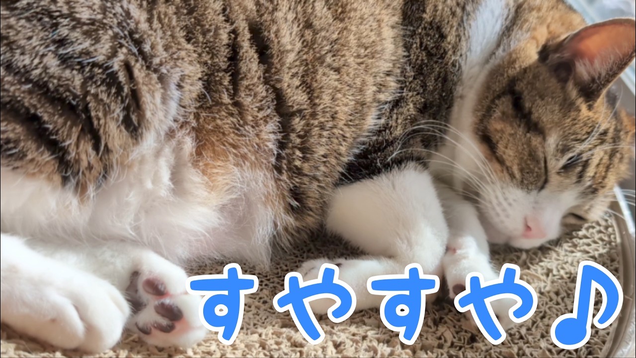 すやすや眠る猫たちの姿。vol.1535 - YouTube