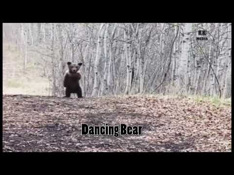 Dancing Bear Cub#Dancing Bear