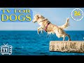 24 hours best fun  relaxing tv for dogss to entertain cure separation anxiety with dog music