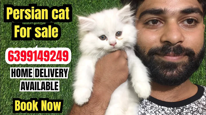 Video 10267431: persian cat show quality, persian kitten